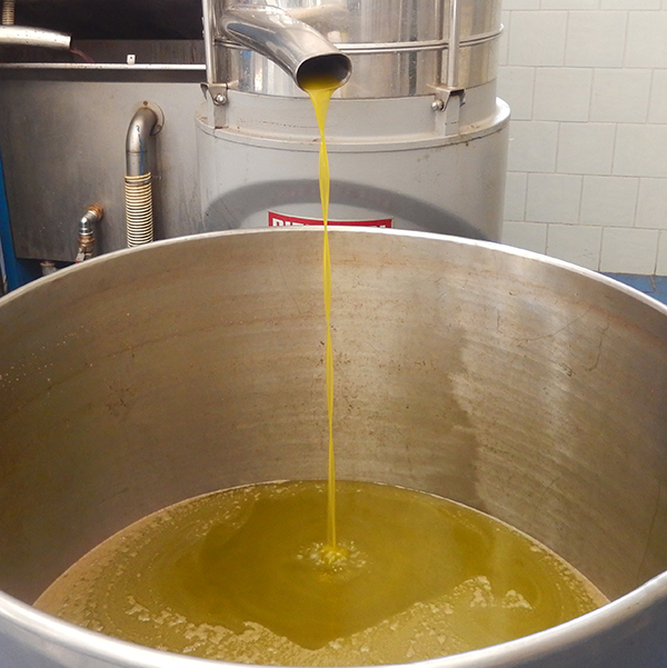Olio di oliva Terredellolmo